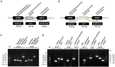 Markerless gene deletion in Ralstonia solanacearum based on its natural transformation competence